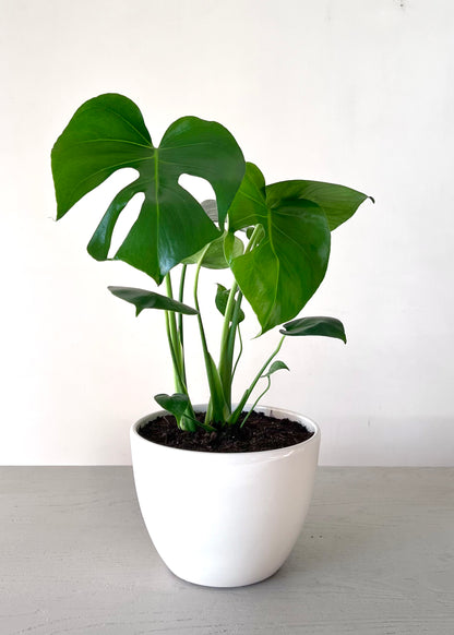 Monstera Deliciosa M