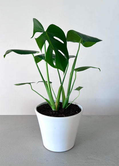 Monstera Deliciosa M