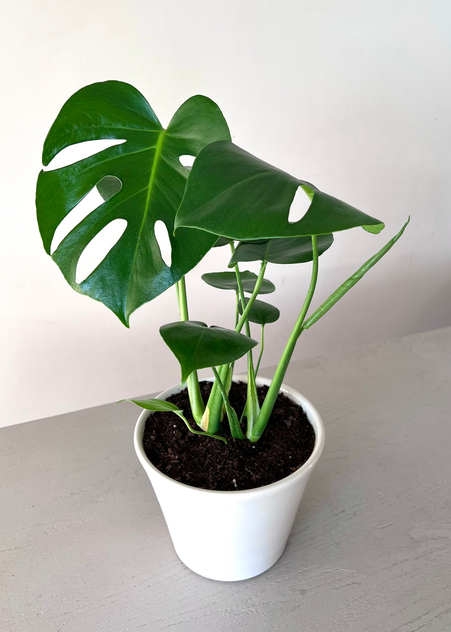 Monstera Deliciosa M