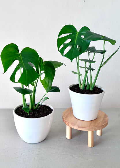 Monstera Deliciosa M