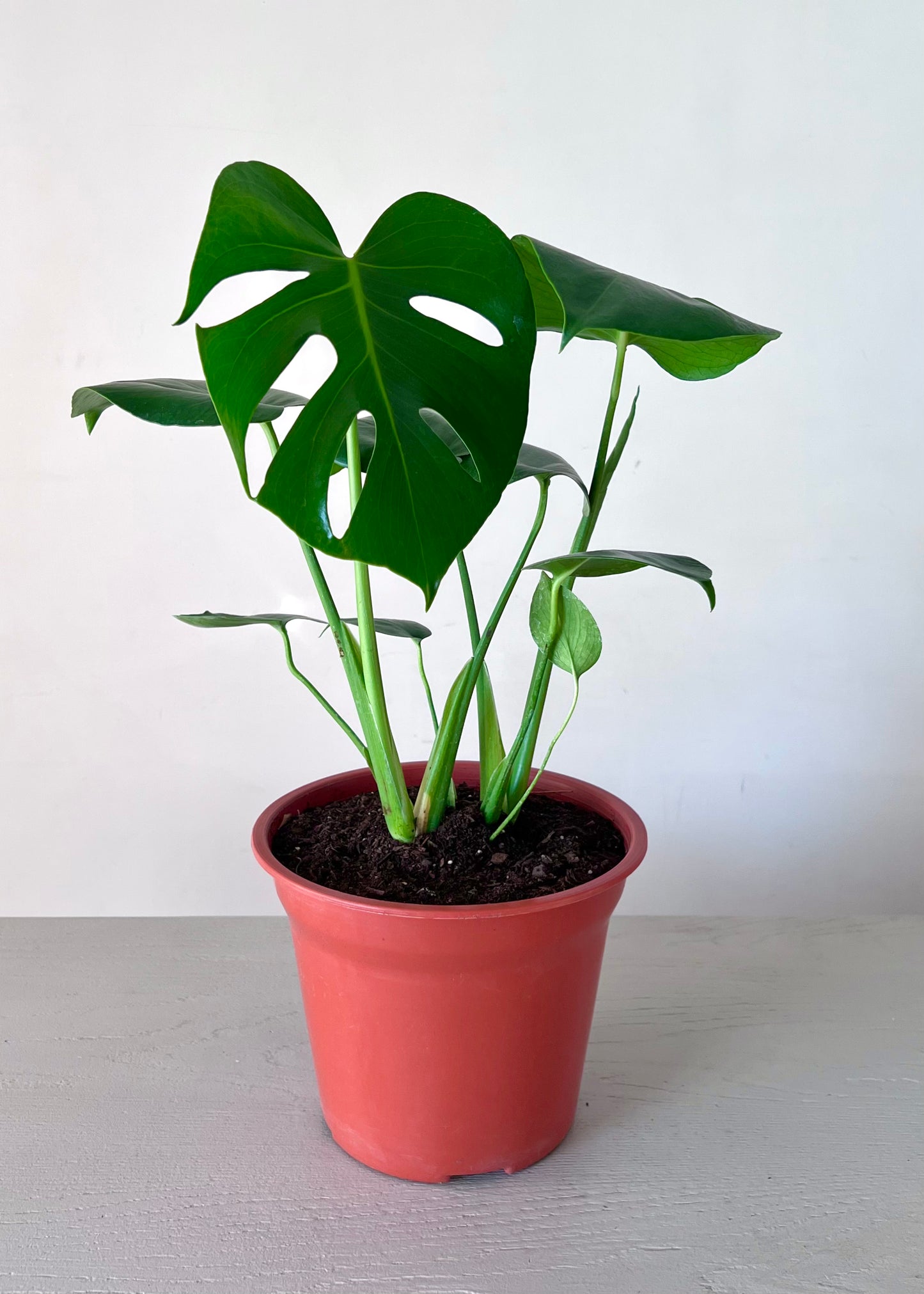 Monstera Deliciosa M