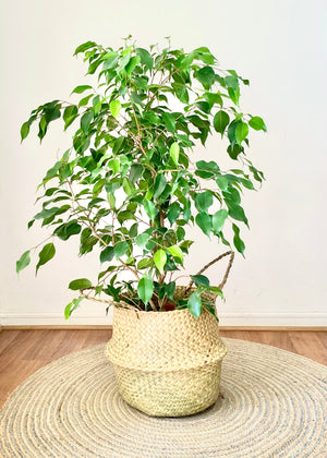Ficus Benjamina L