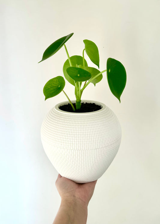 Peperomia Cucharita S en esfera