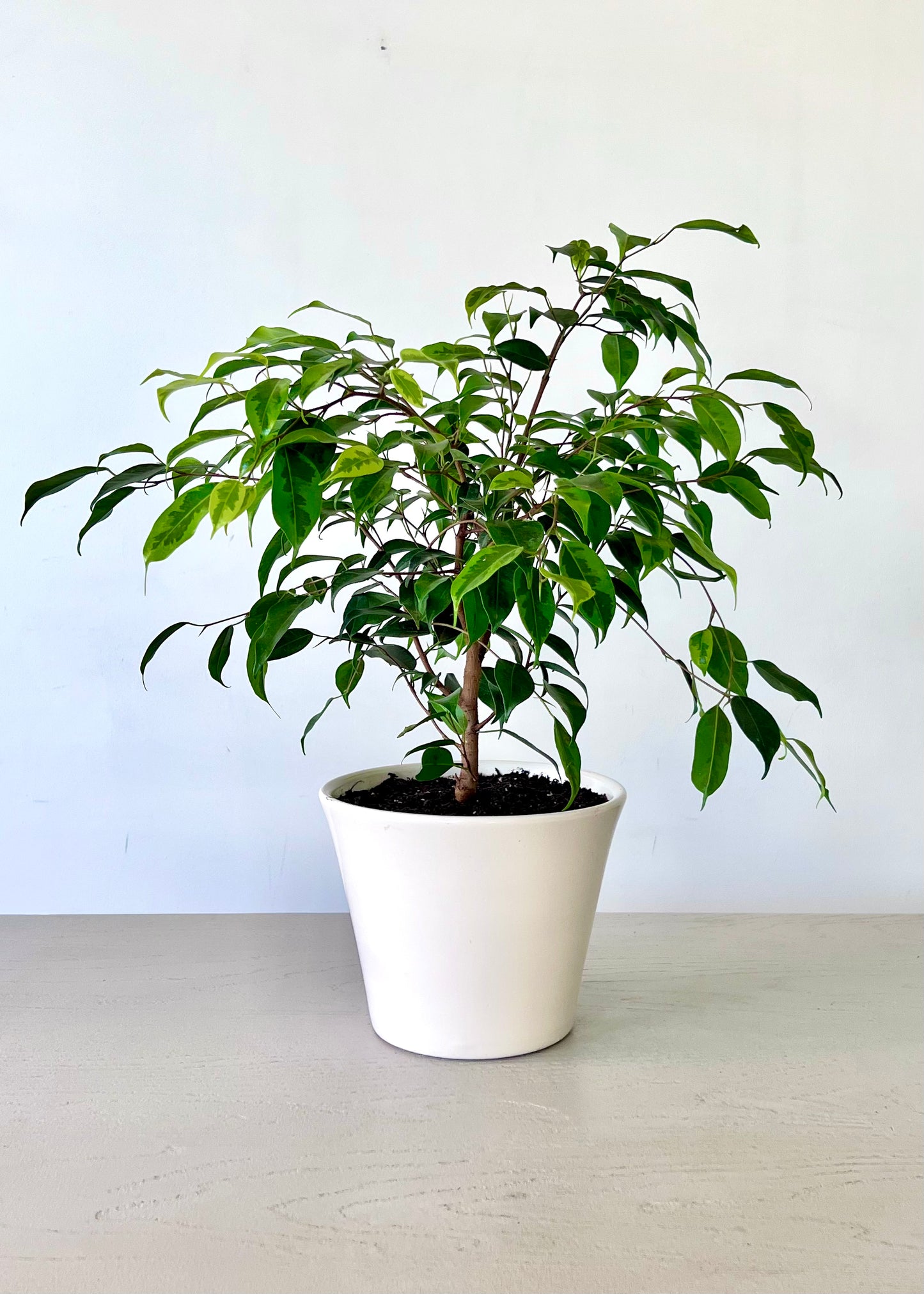 Ficus Benjamina