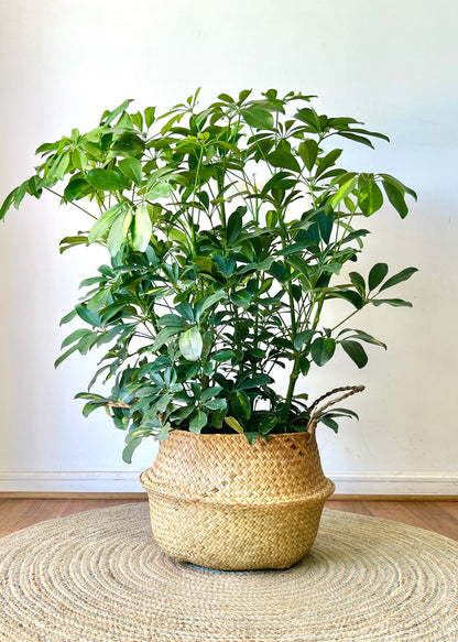 Cheflera XL