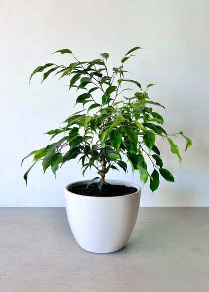 Ficus Benjamina