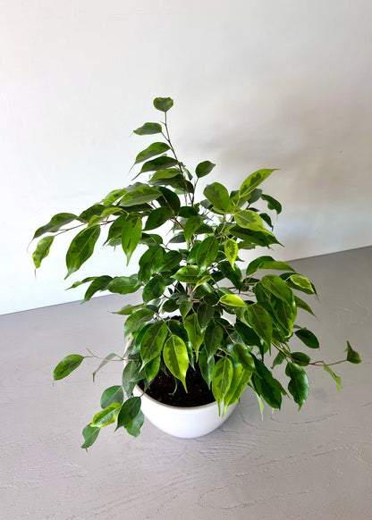 Ficus Benjamina