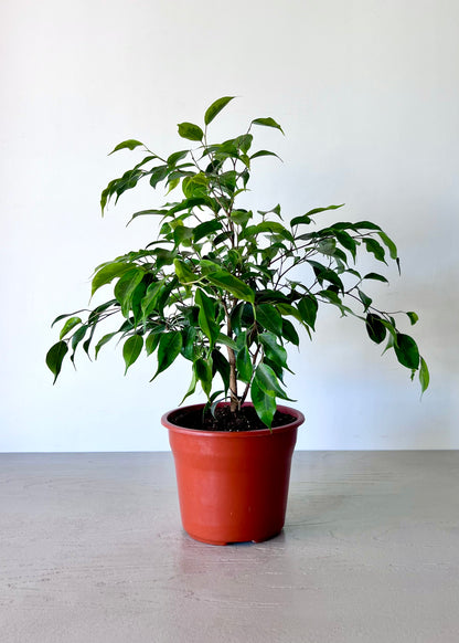 Ficus Benjamina