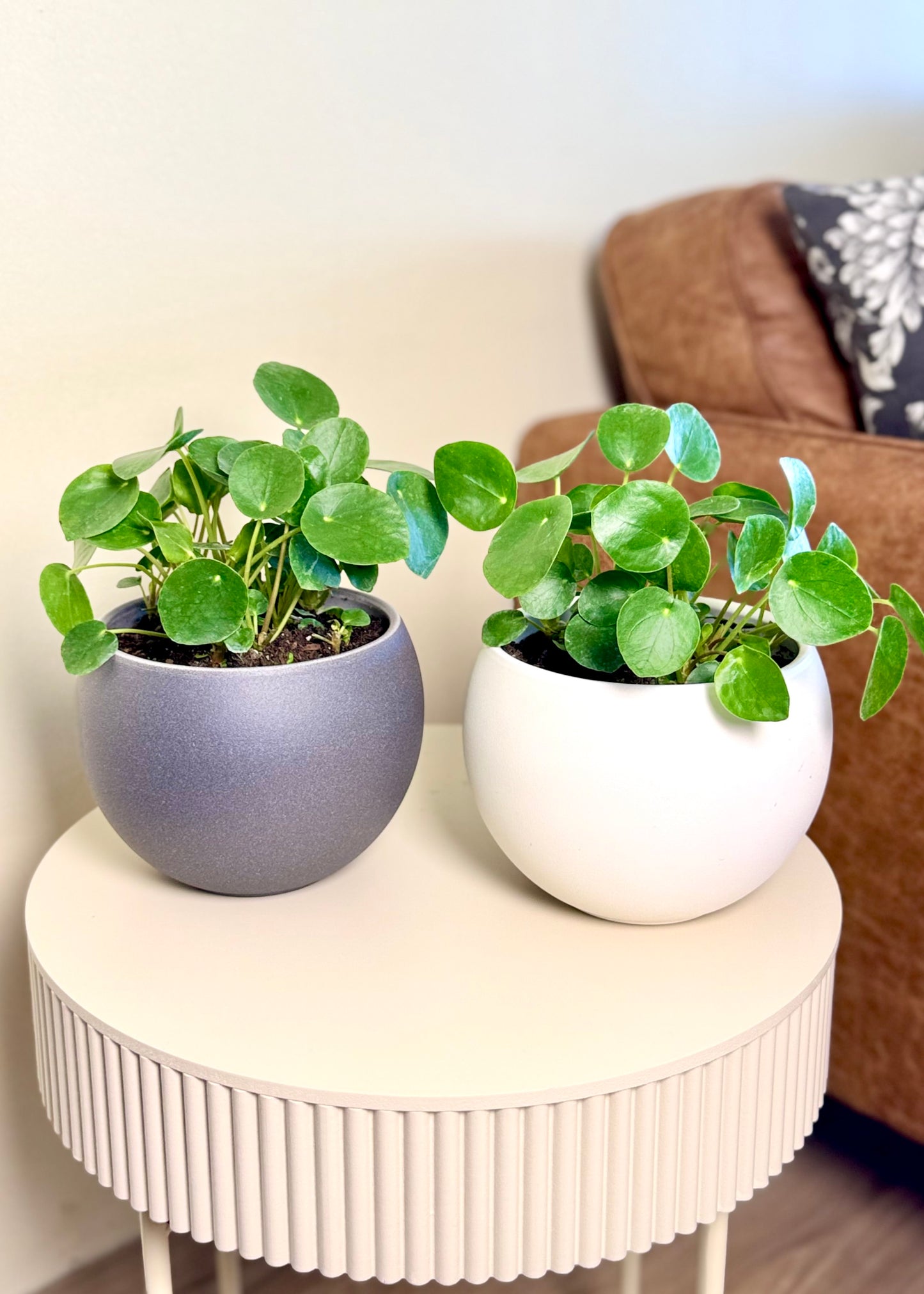 Pilea Peperomioides