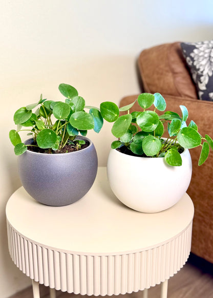Pilea Peperomioides