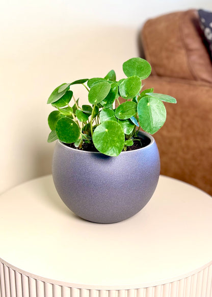 Pilea Peperomioides