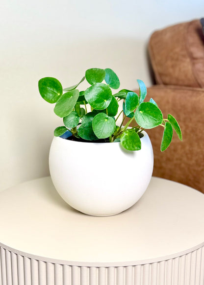 Pilea Peperomioides