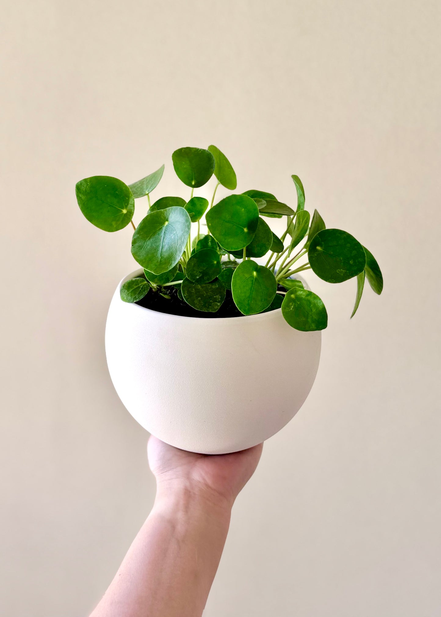 Pilea Peperomioides