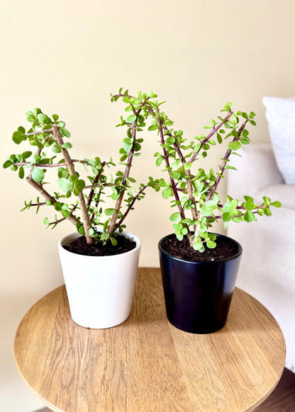 Jade (árbol de la abundancia)