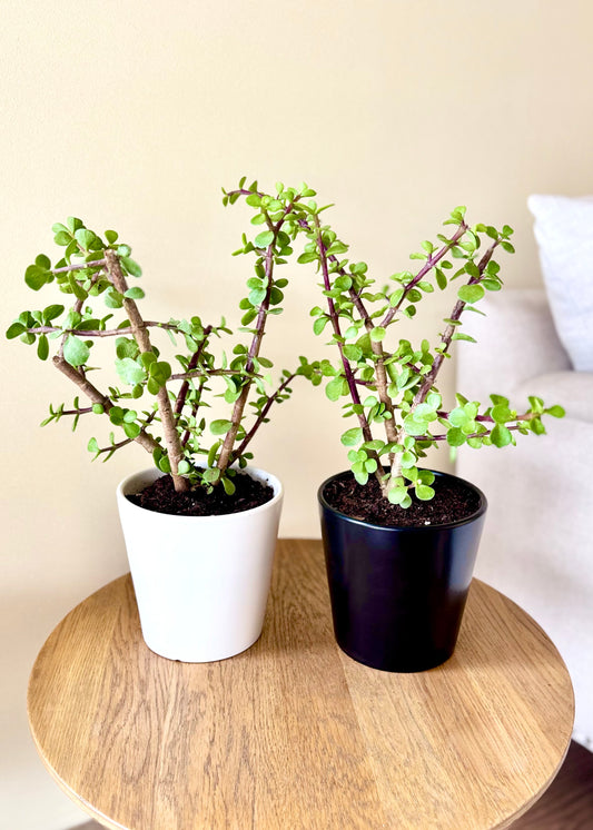 Jade (árbol de la abundancia)