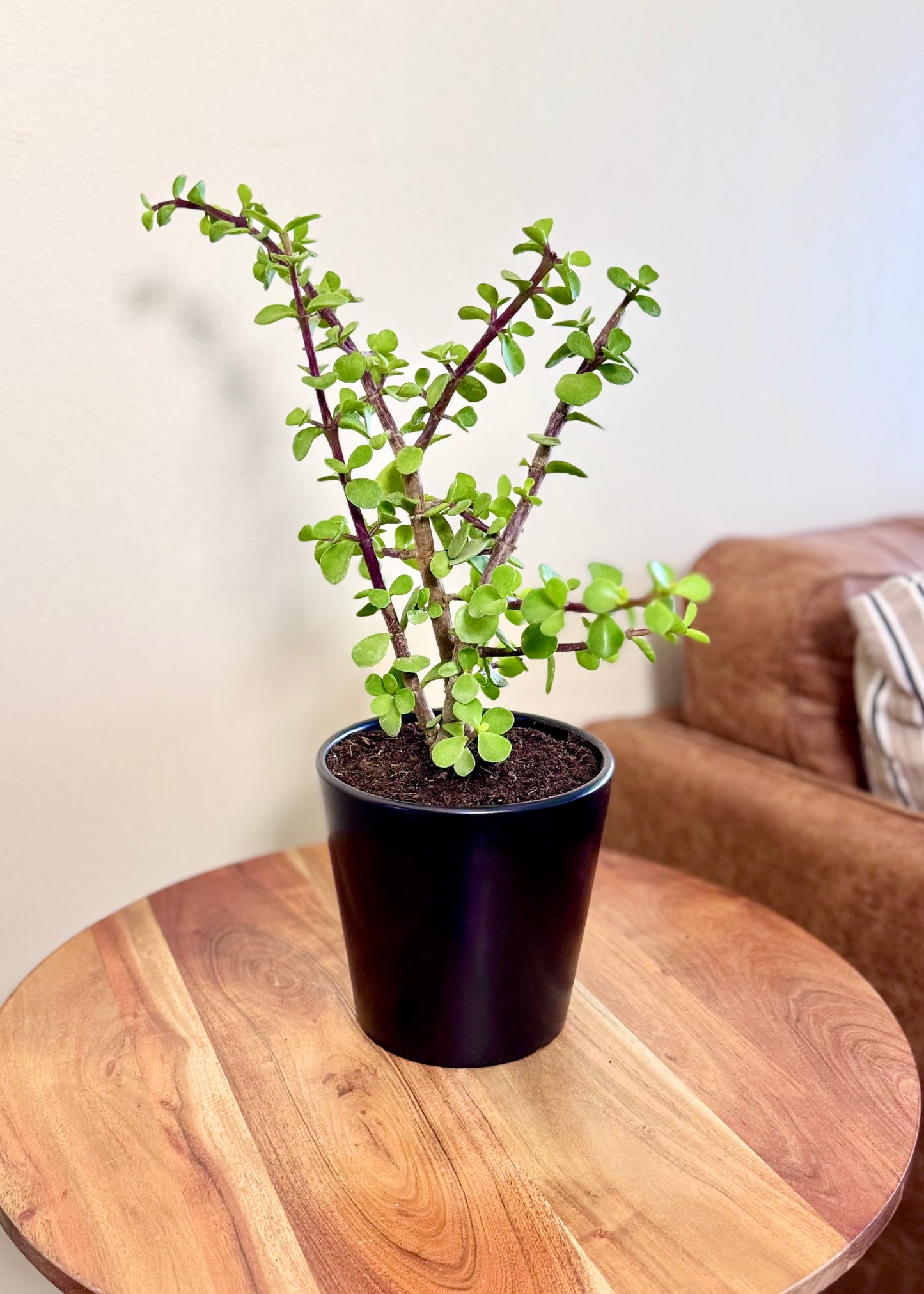 Jade (árbol de la abundancia)