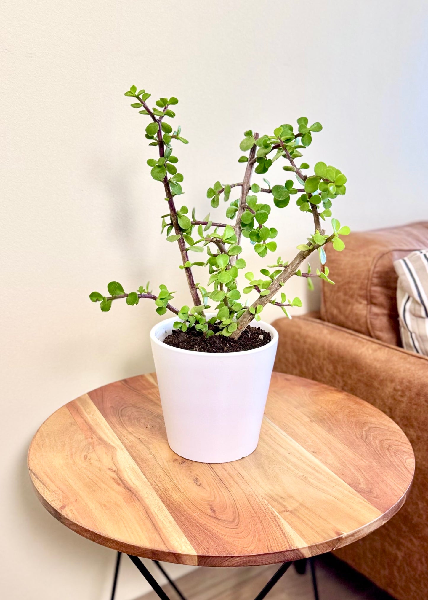 Jade (árbol de la abundancia)