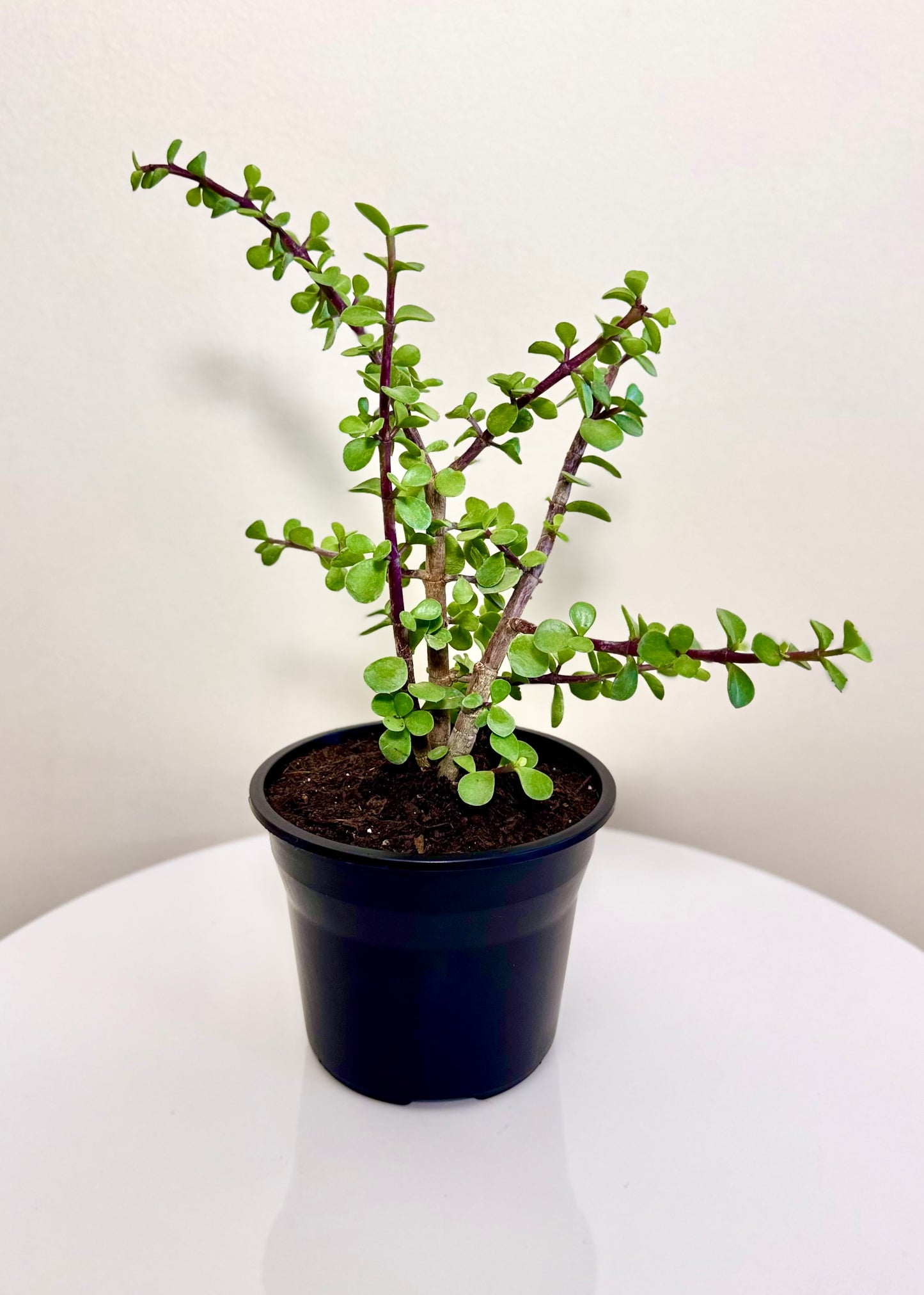 Jade (árbol de la abundancia)