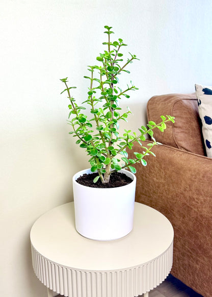 Jade (árbol de la abundancia)