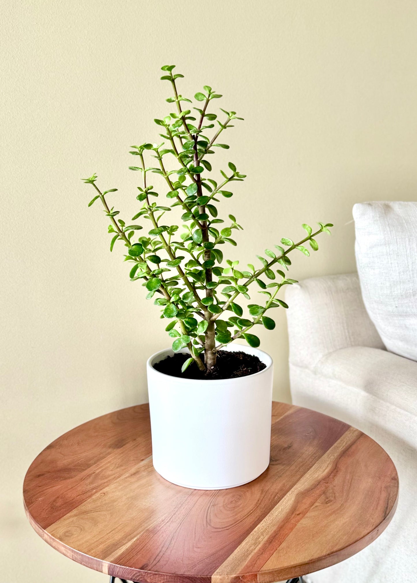 Jade (árbol de la abundancia)