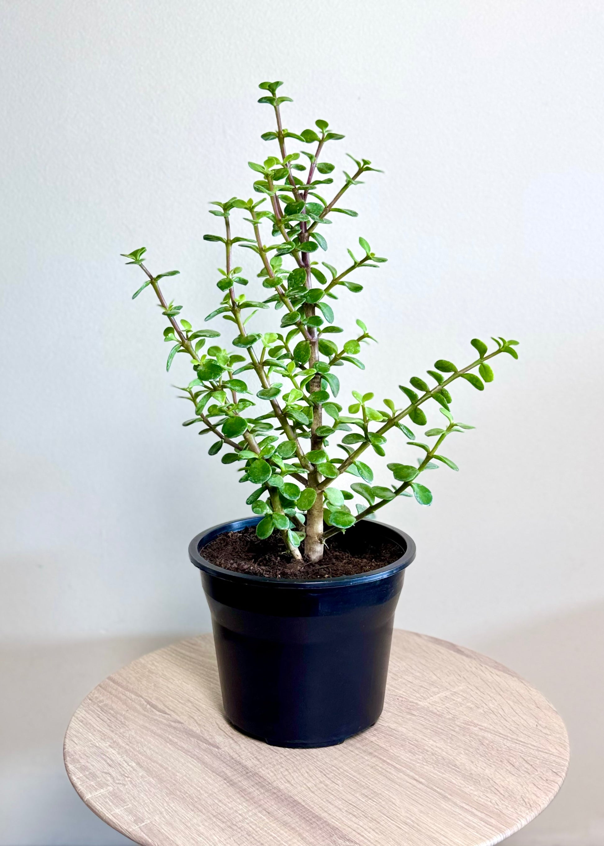 planta de la abundancia jade Jade (Árbol de la Abundancia) 50 cm – Planta Fácil y Decorativa – DecoPlantería