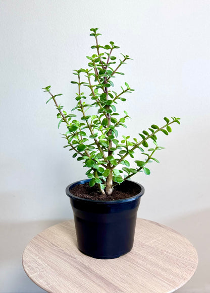 planta de la abundancia jade Jade (Árbol de la Abundancia) 50 cm – Planta Fácil y Decorativa – DecoPlantería