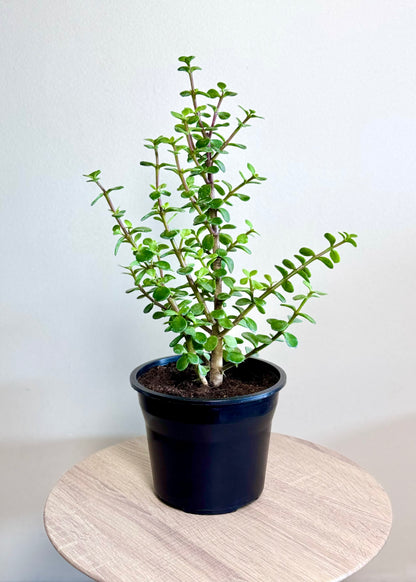 Jade (árbol de la abundancia)
