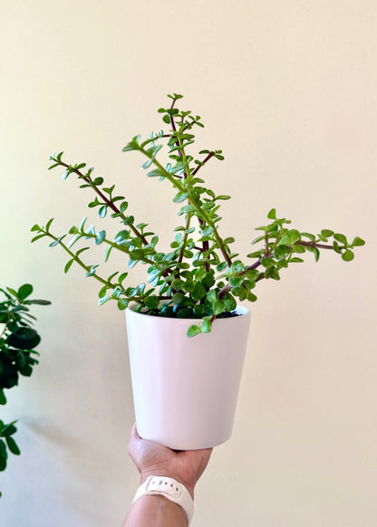 planta de la abundancia jade Jade (Árbol de la Abundancia) 50 cm – Planta Fácil y Decorativa – DecoPlantería