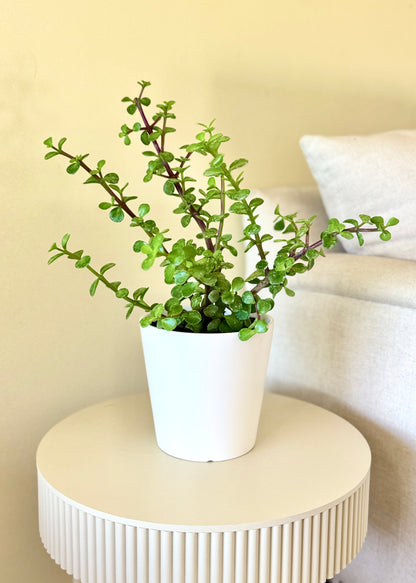 Jade (árbol de la abundancia)