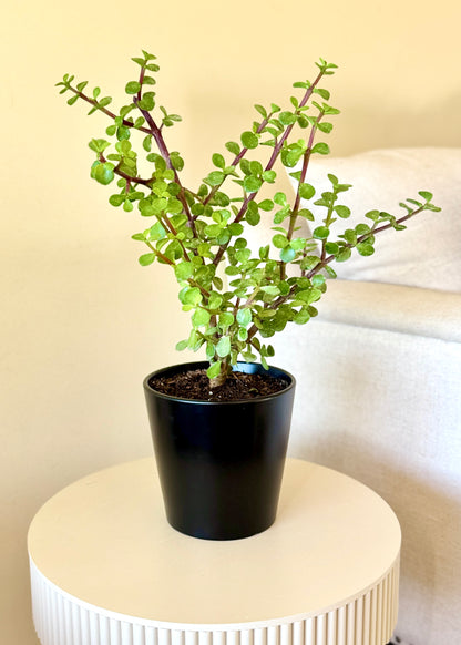 Jade (árbol de la abundancia)
