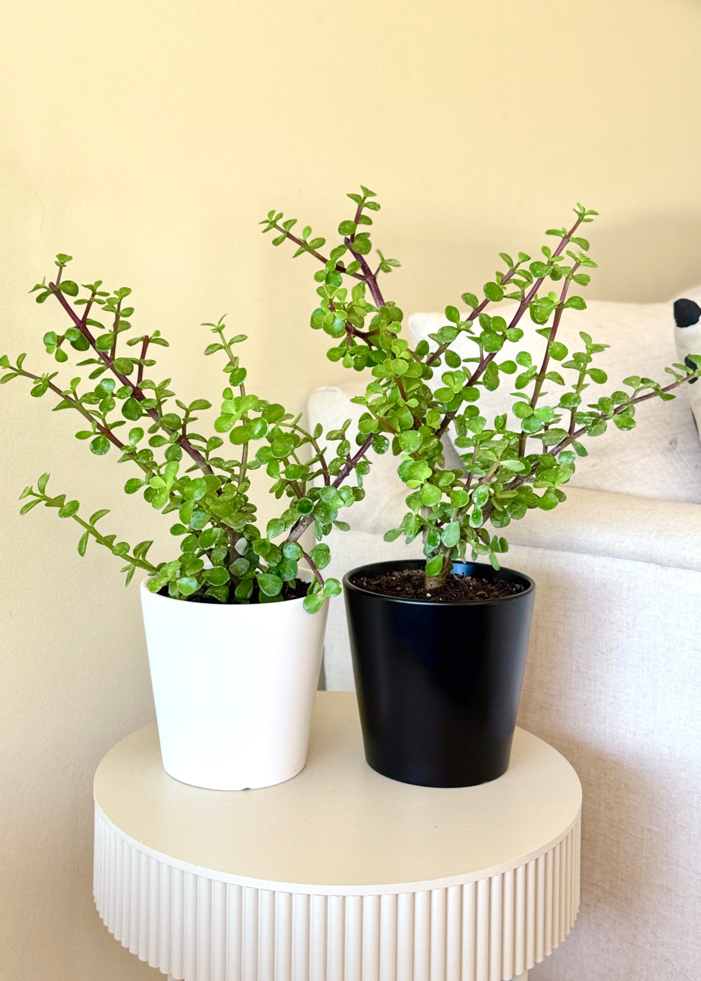 Jade (árbol de la abundancia)