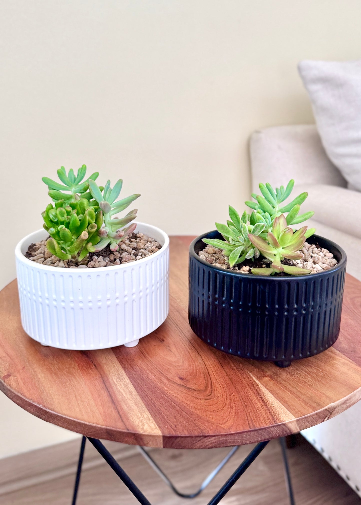 Jardín de suculentas