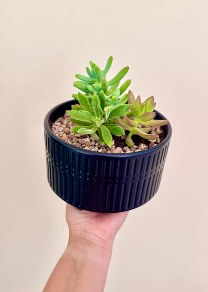 Jardín de suculentas