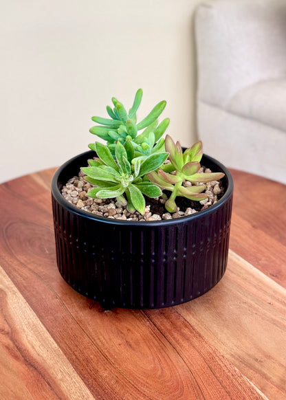 Jardín de suculentas