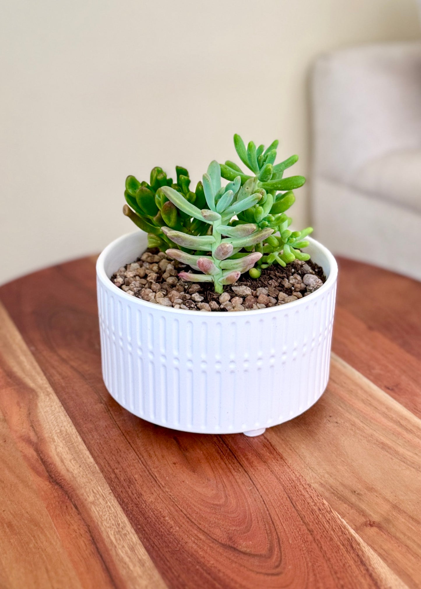 Jardín de suculentas