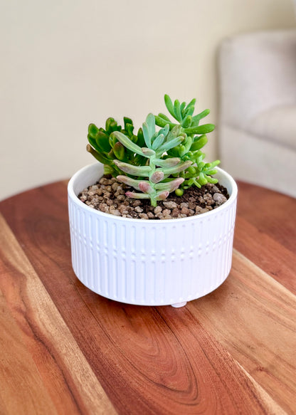 Jardín de suculentas