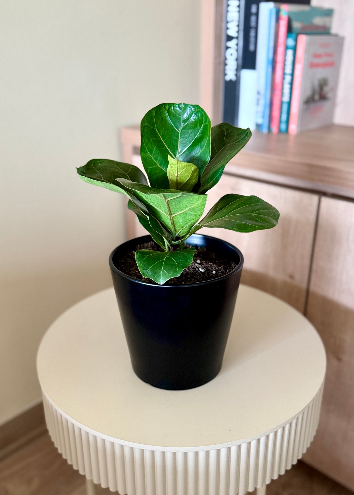 Ficus Lyrata