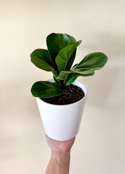 Ficus Lyrata
