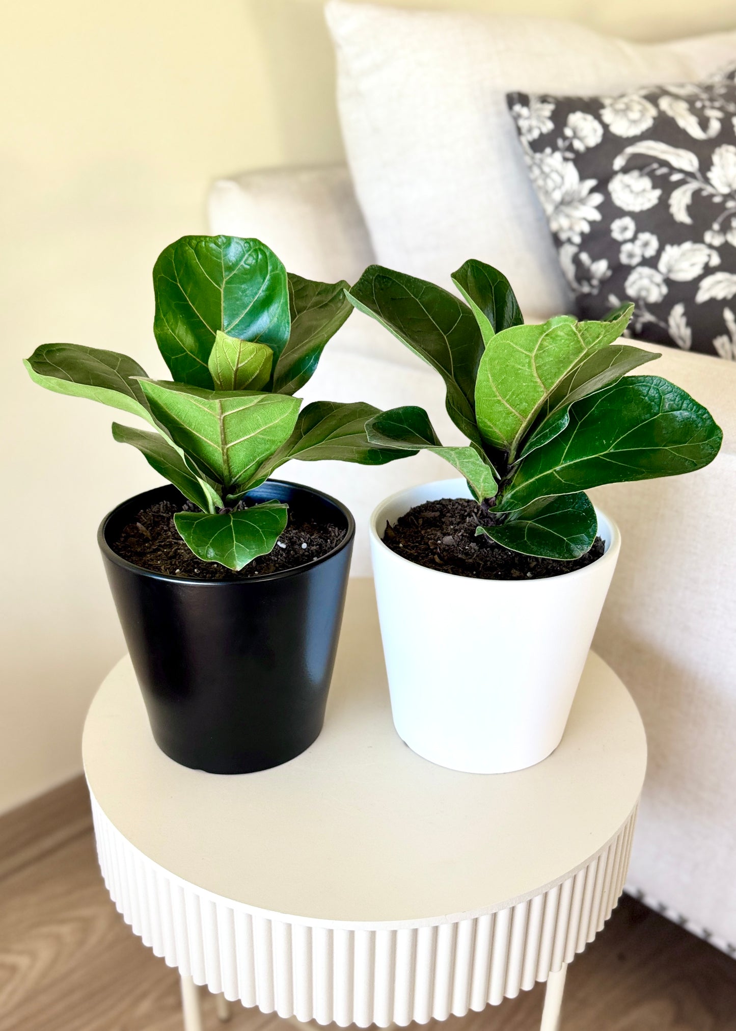 Ficus Lyrata