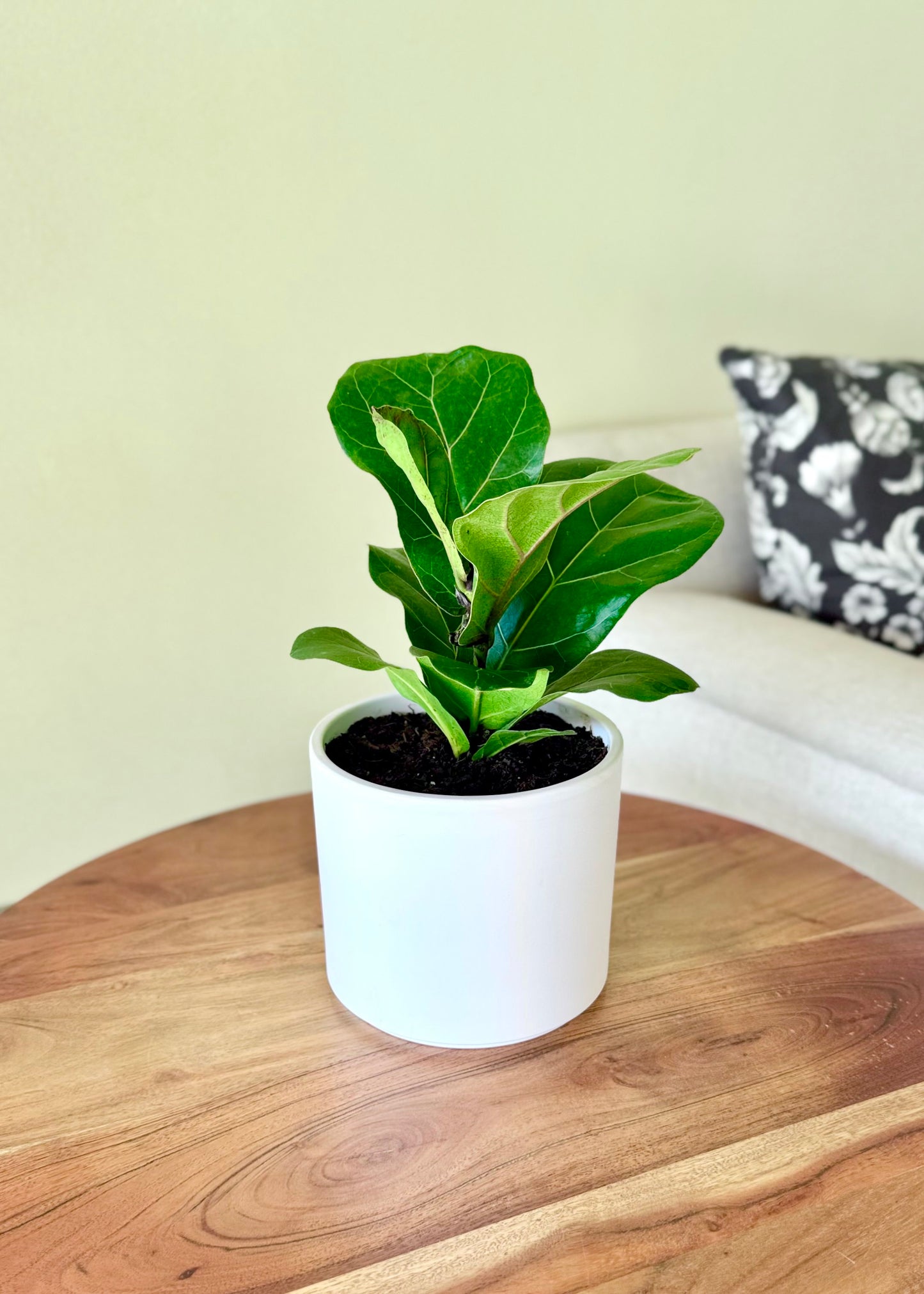 Ficus Lyrata Bambino