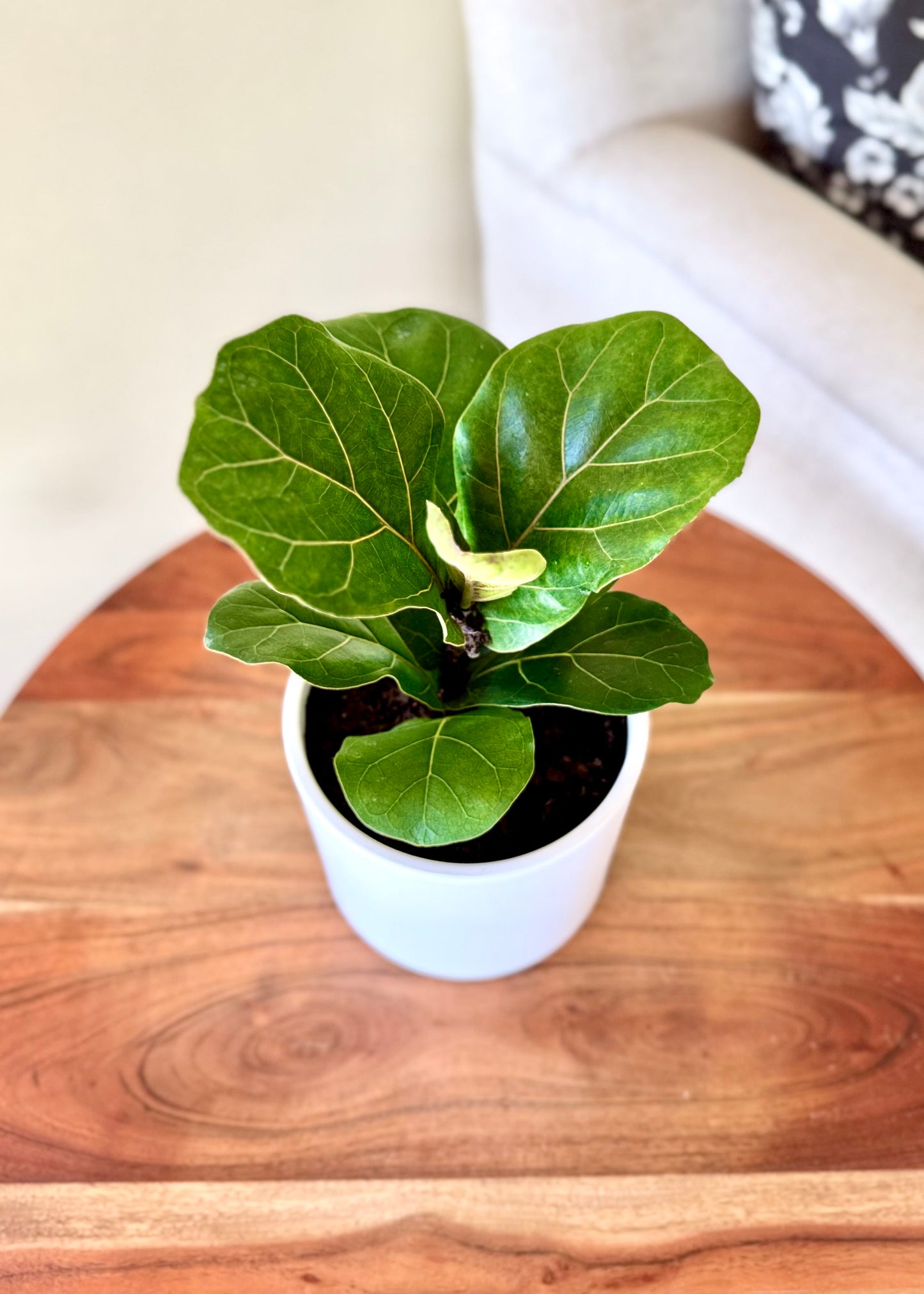 Ficus Lyrata Bambino