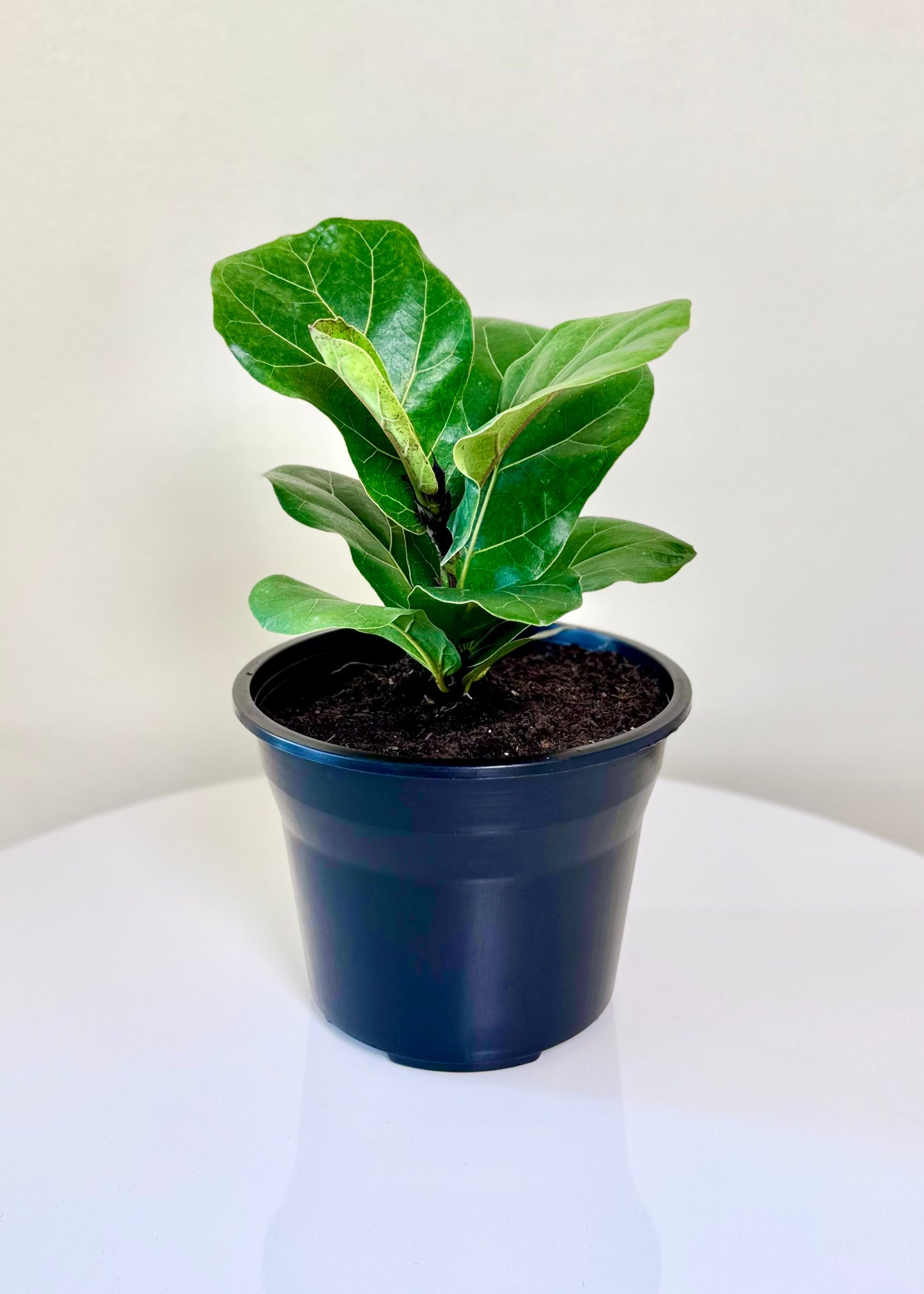 Ficus Lyrata Bambino
