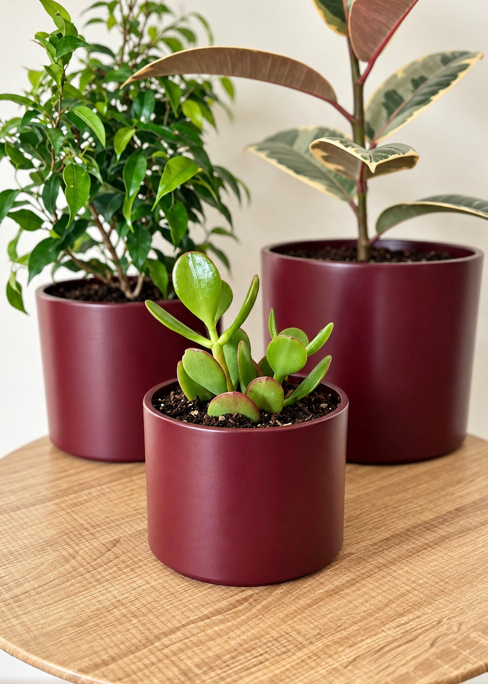 Macetero Burgundy