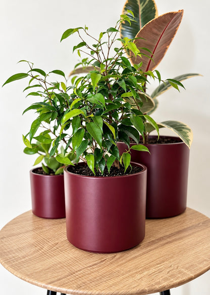 Macetero Burgundy