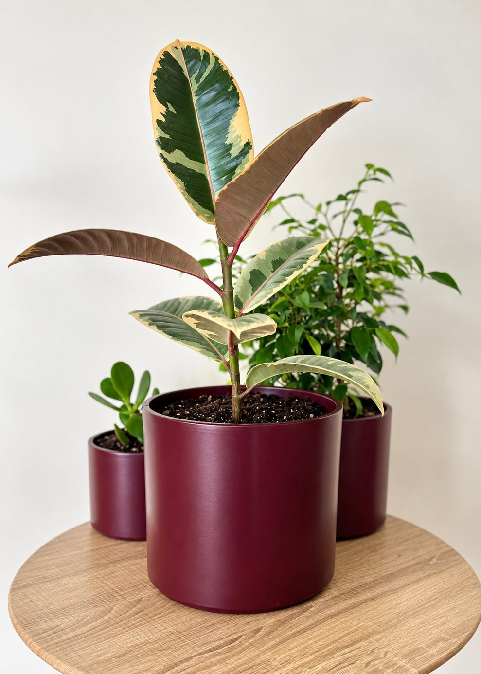 Macetero Burgundy