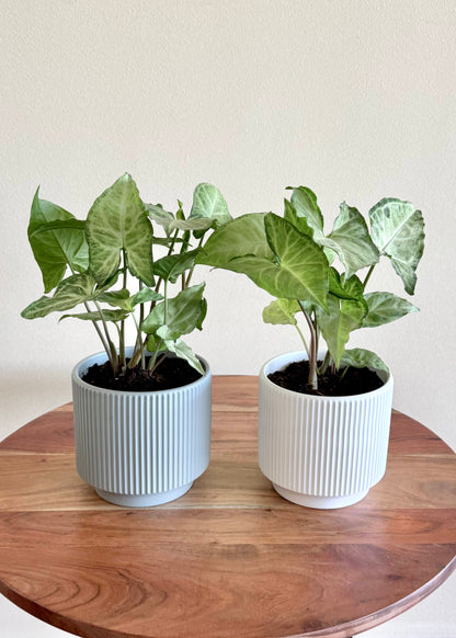 Macetero Lumi cerámica