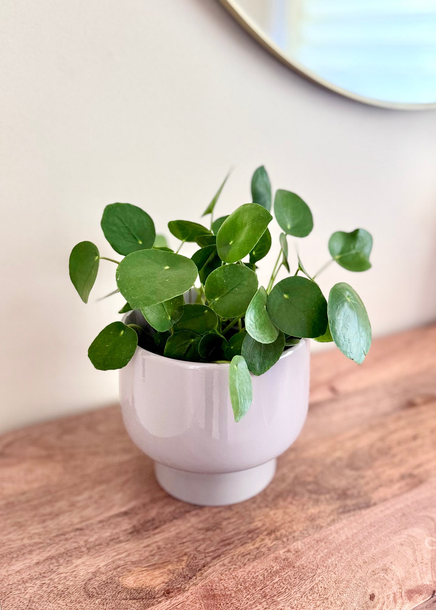 Macetero Nori cerámica