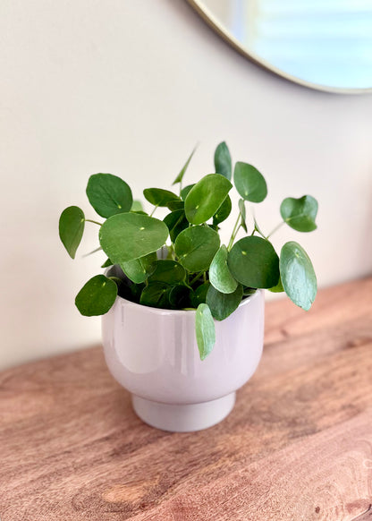 Macetero Nori cerámica