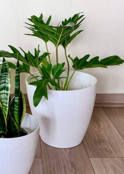 Macetero Veta Blanco
