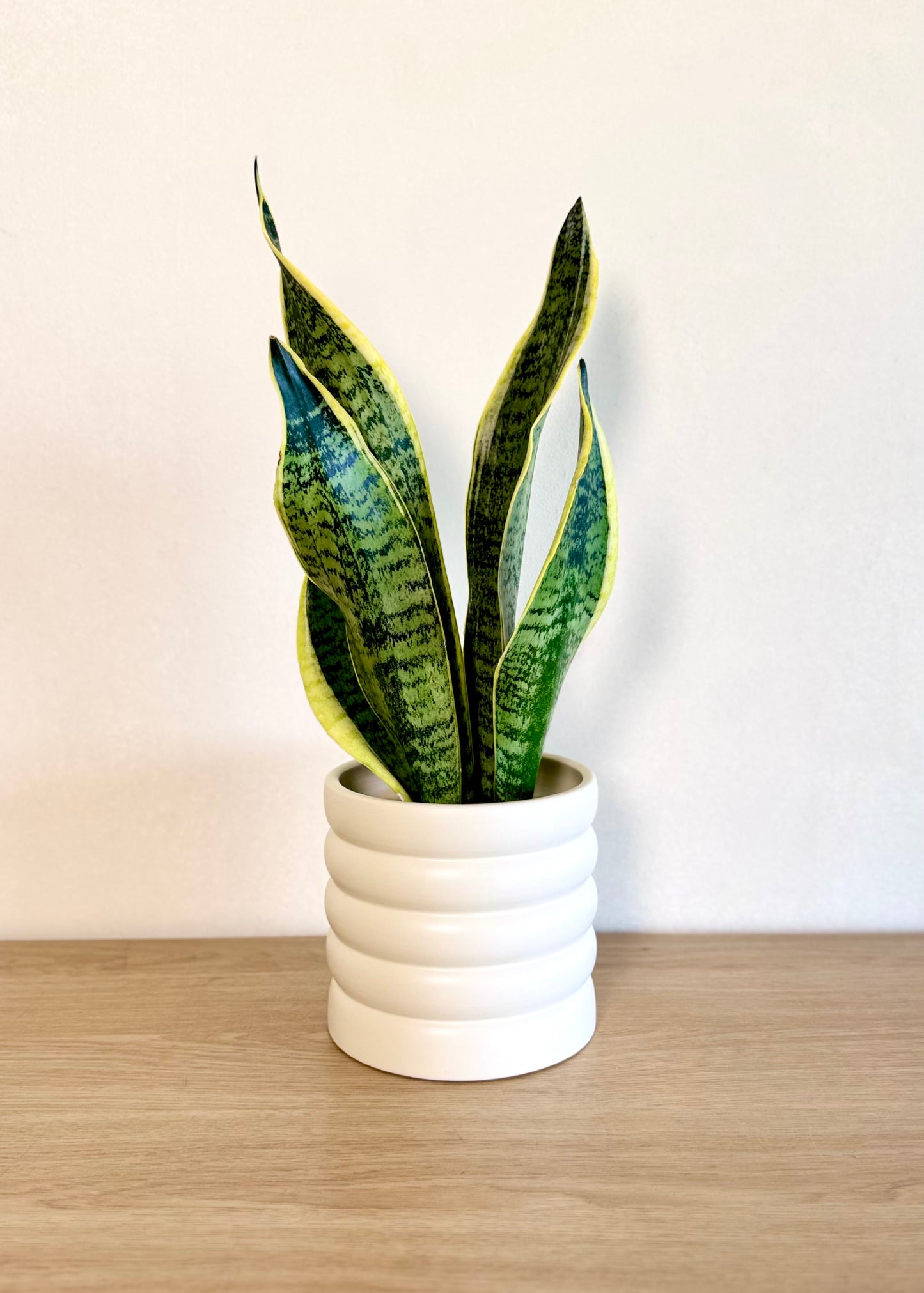 Macetero Wavy cerámica